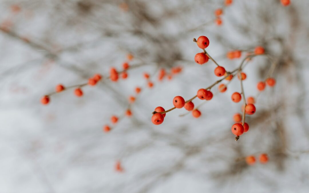 Red berries in winter light