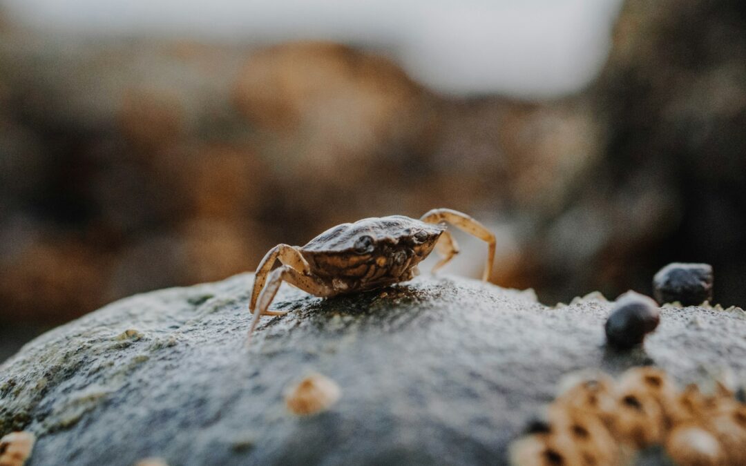 Crab on Mackworth Island in Falmouth, Maine